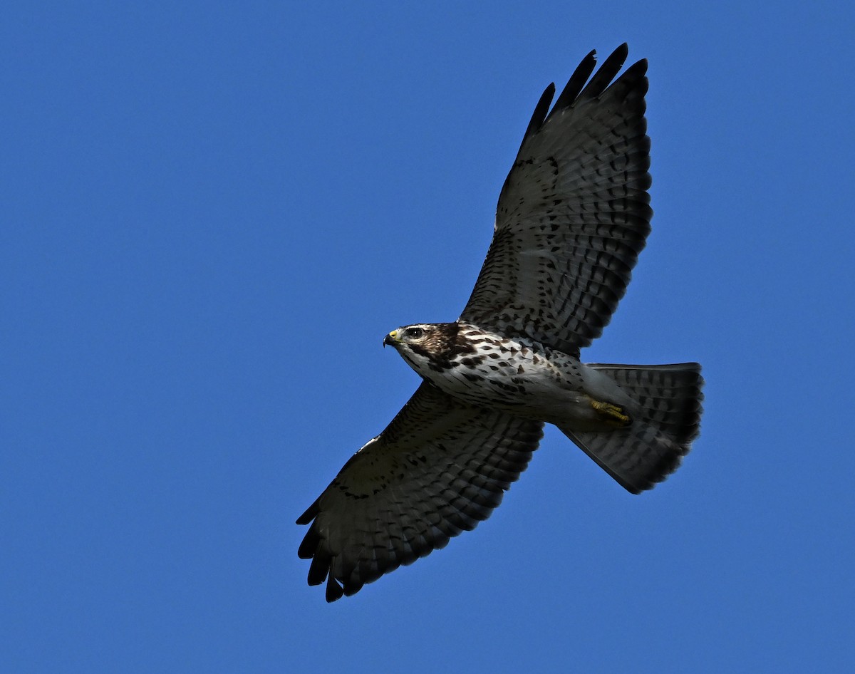 Breitflügelbussard - ML644182099