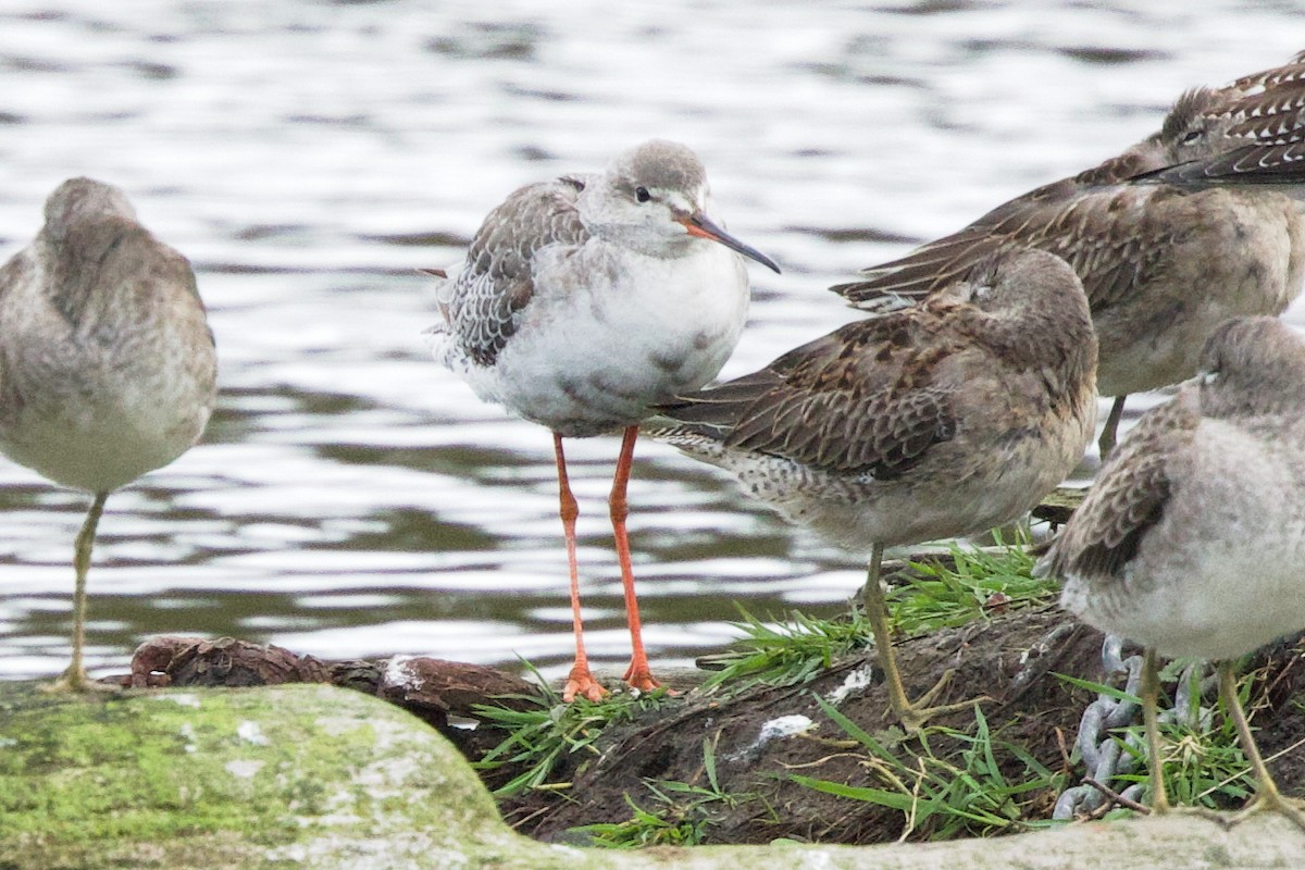 Archibebe Oscuro - ML644182103