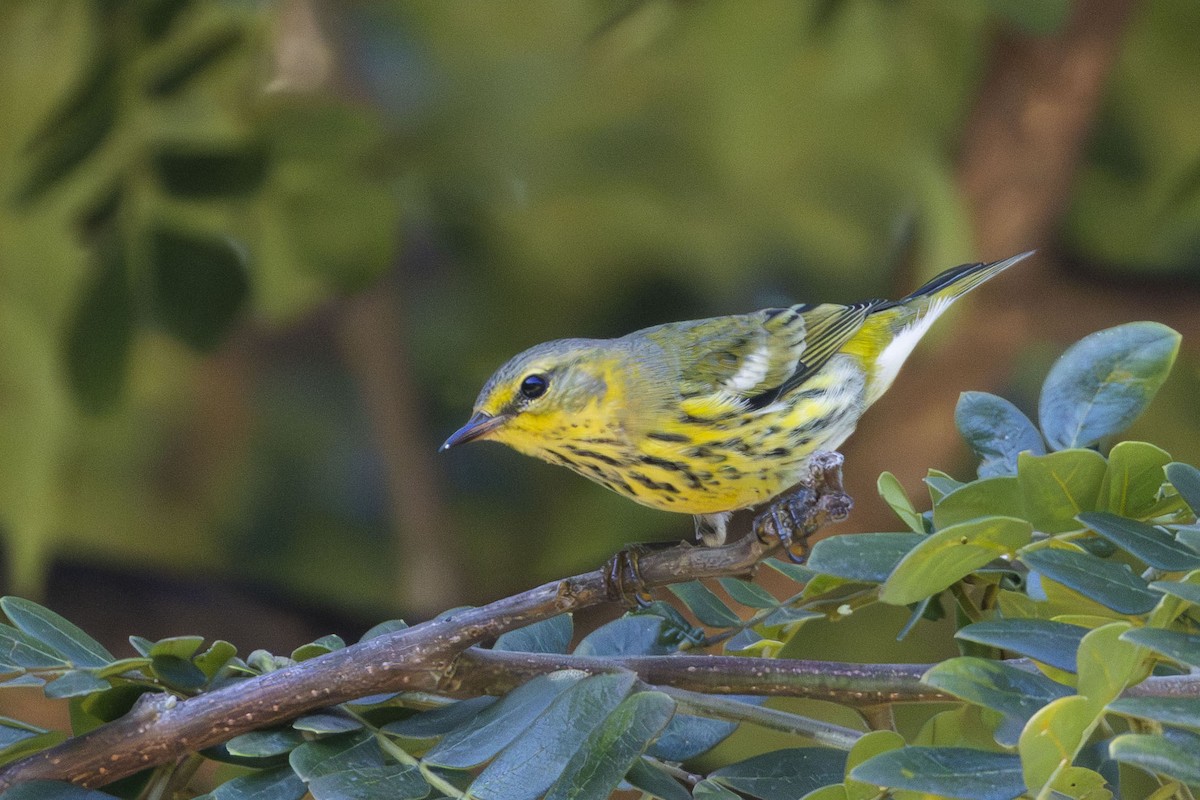 Cape May Warbler - ML644182106