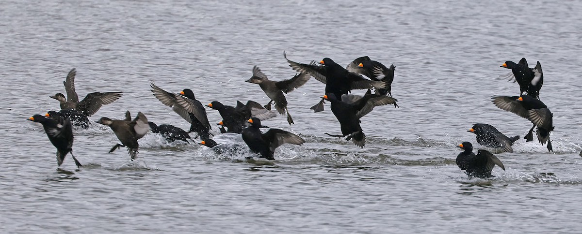 Black Scoter - ML644182110