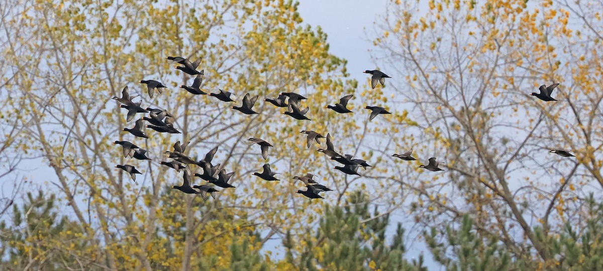 Black Scoter - ML644182111