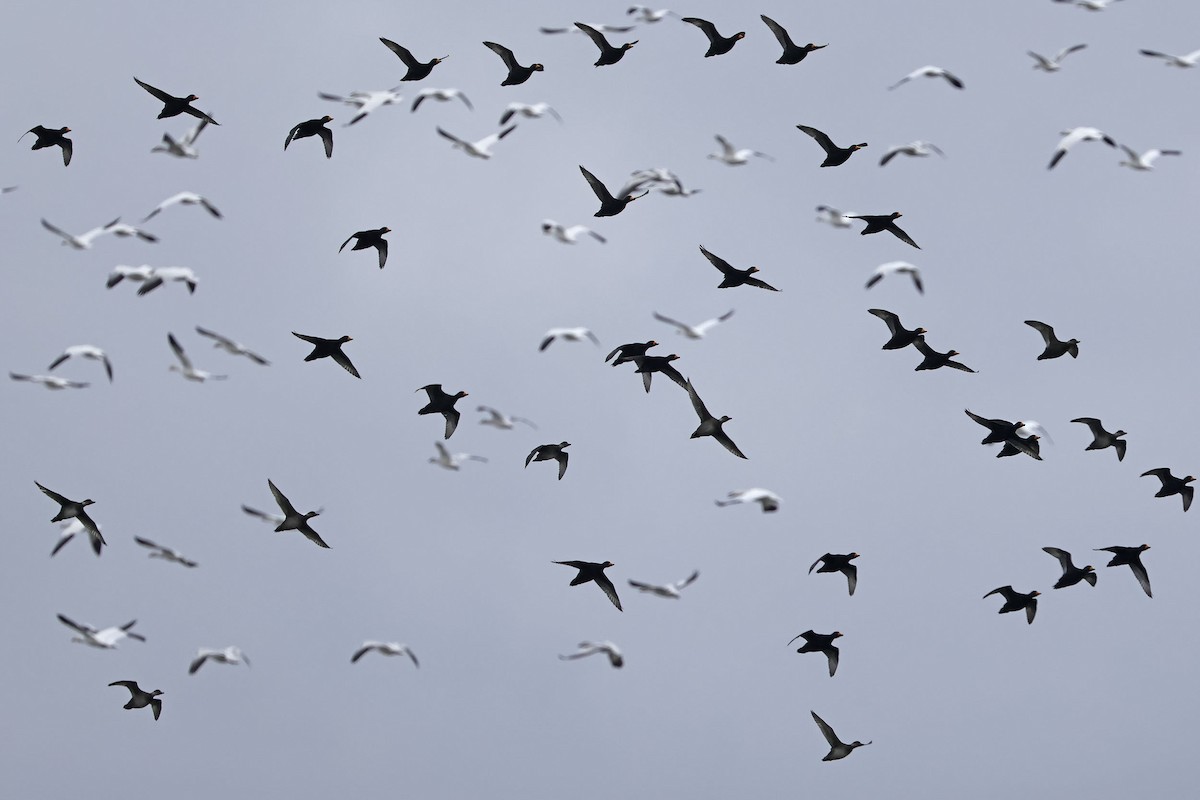 Black Scoter - ML644182112