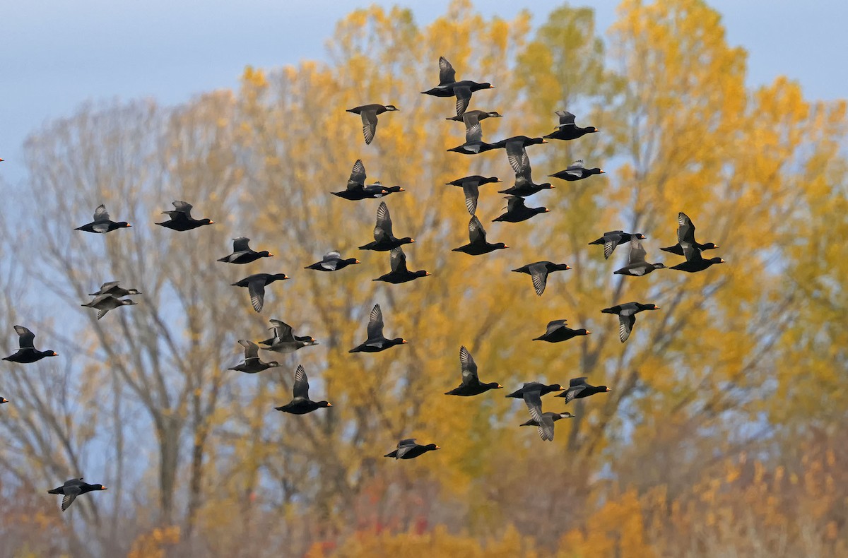 Black Scoter - ML644182113