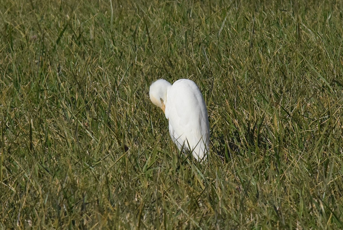 Western Cattle-Egret - ML644182159