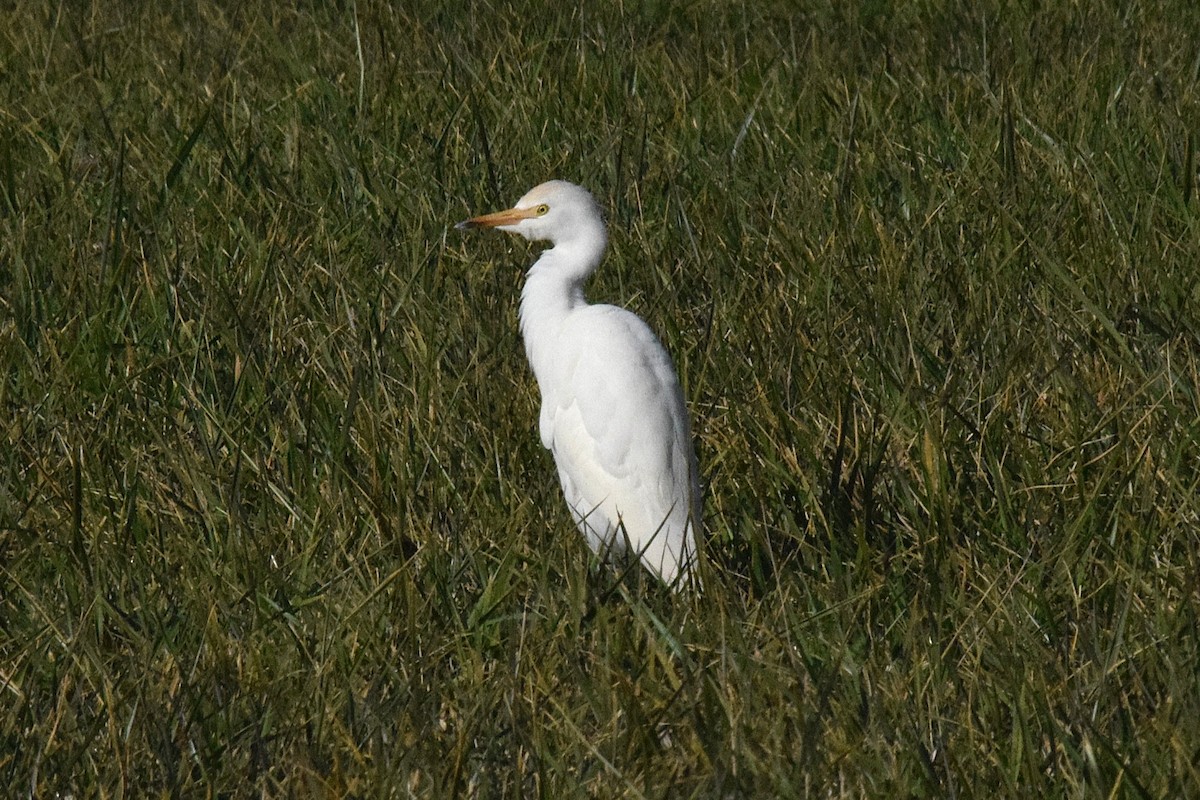 Western Cattle-Egret - ML644182160