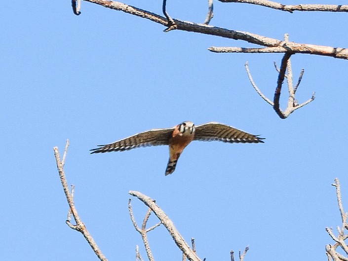 American Kestrel - ML644182170