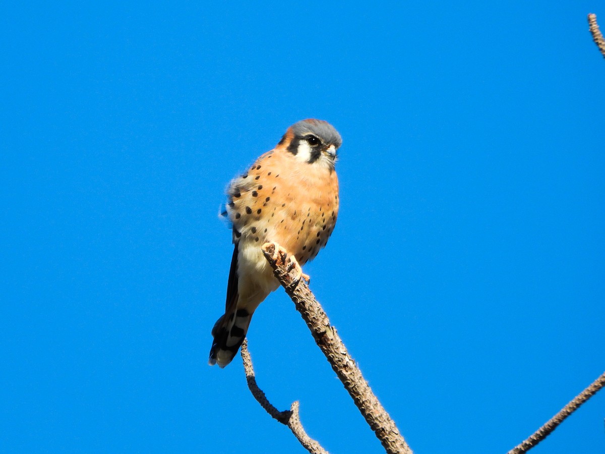 American Kestrel - ML644182171