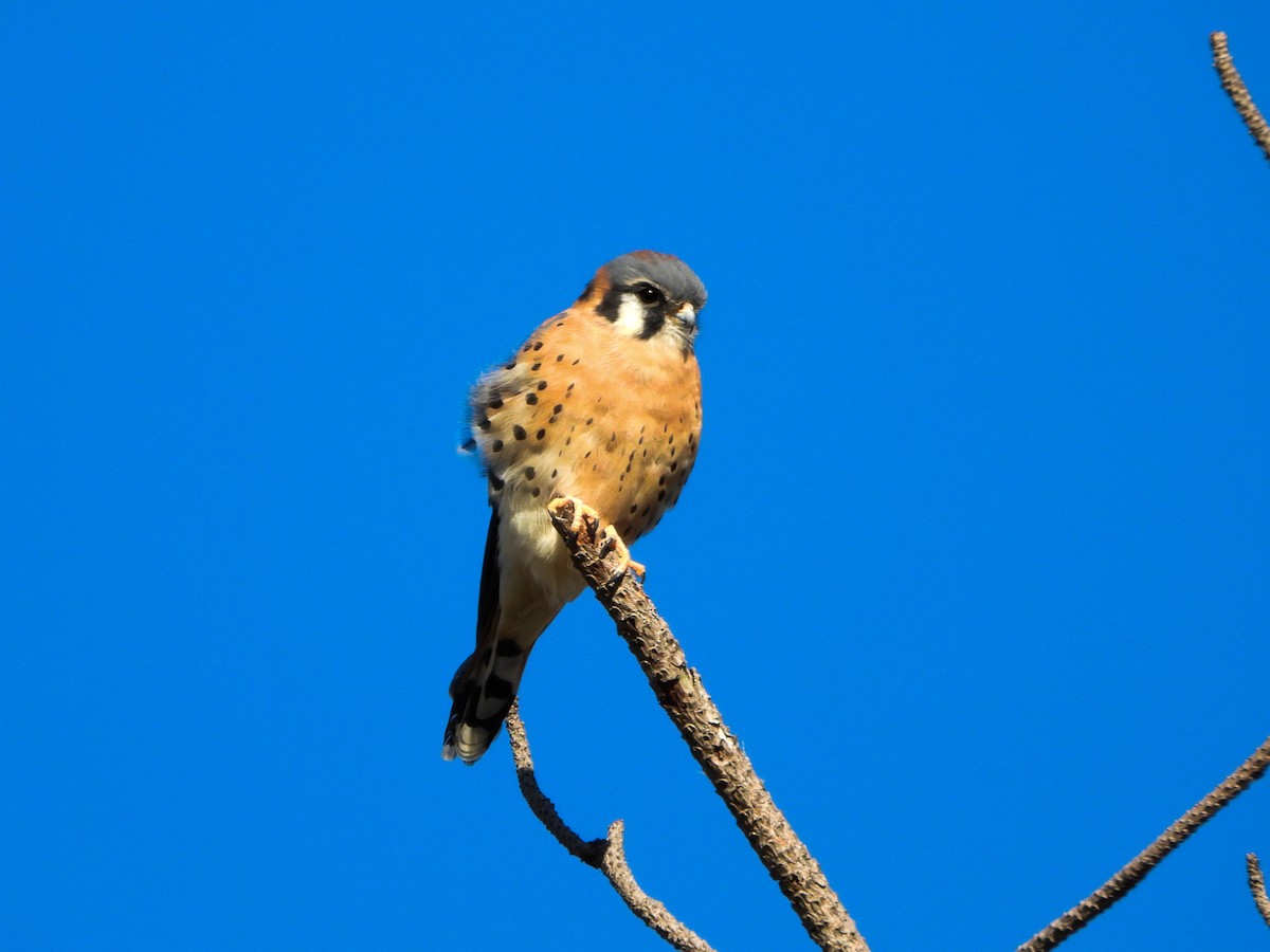 American Kestrel - ML644182172