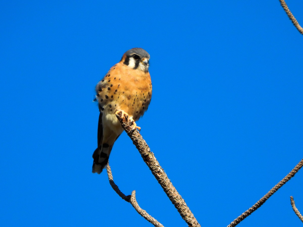 American Kestrel - ML644182173