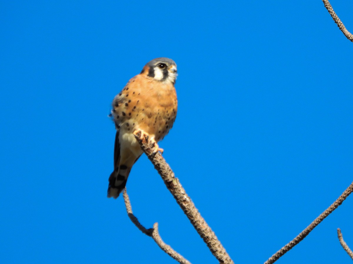 American Kestrel - ML644182174