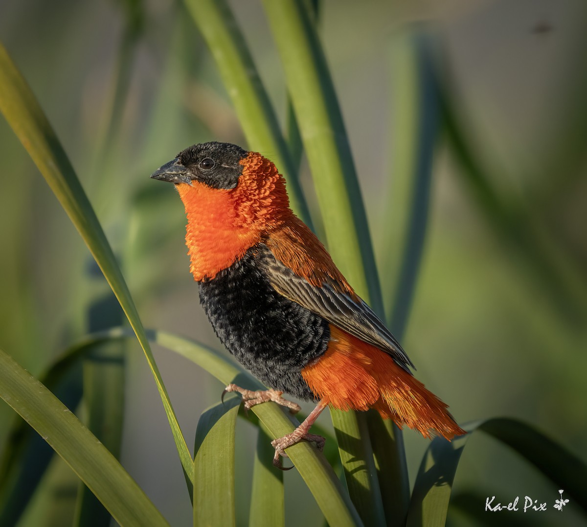 Northern Red Bishop - ML644182193