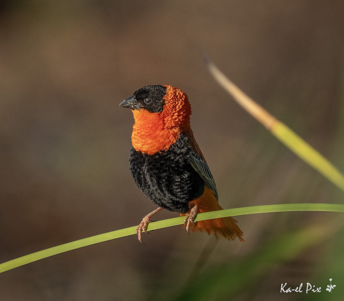 Northern Red Bishop - ML644182200
