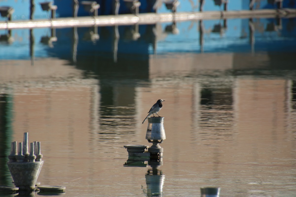 White Wagtail - ML644182213