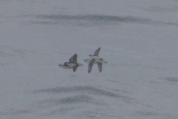 Ancient Murrelet - ML644182230