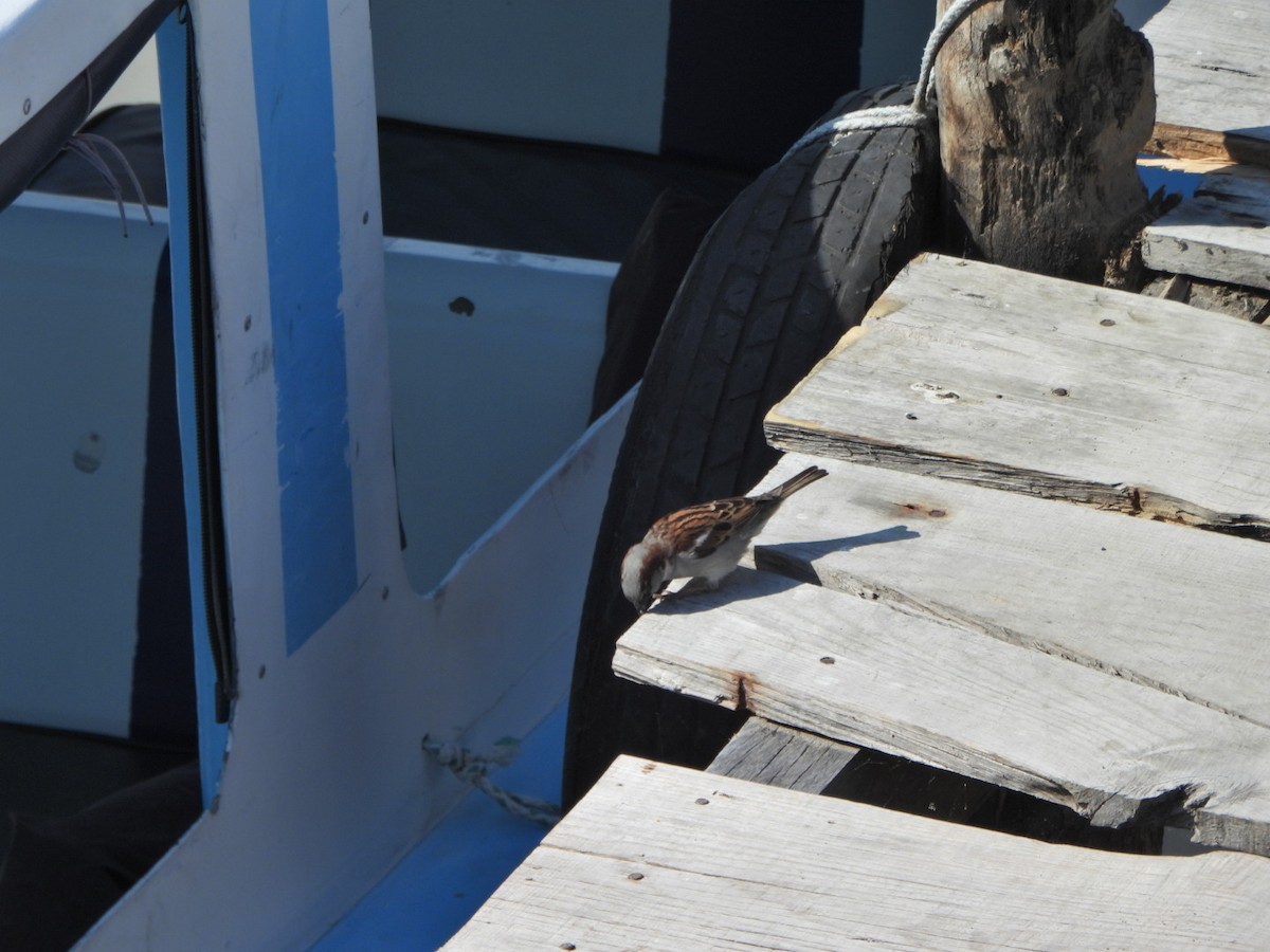 Оронгийн бор шувуу - ML644182251