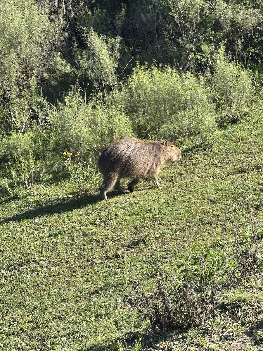 Animals - ML644182252