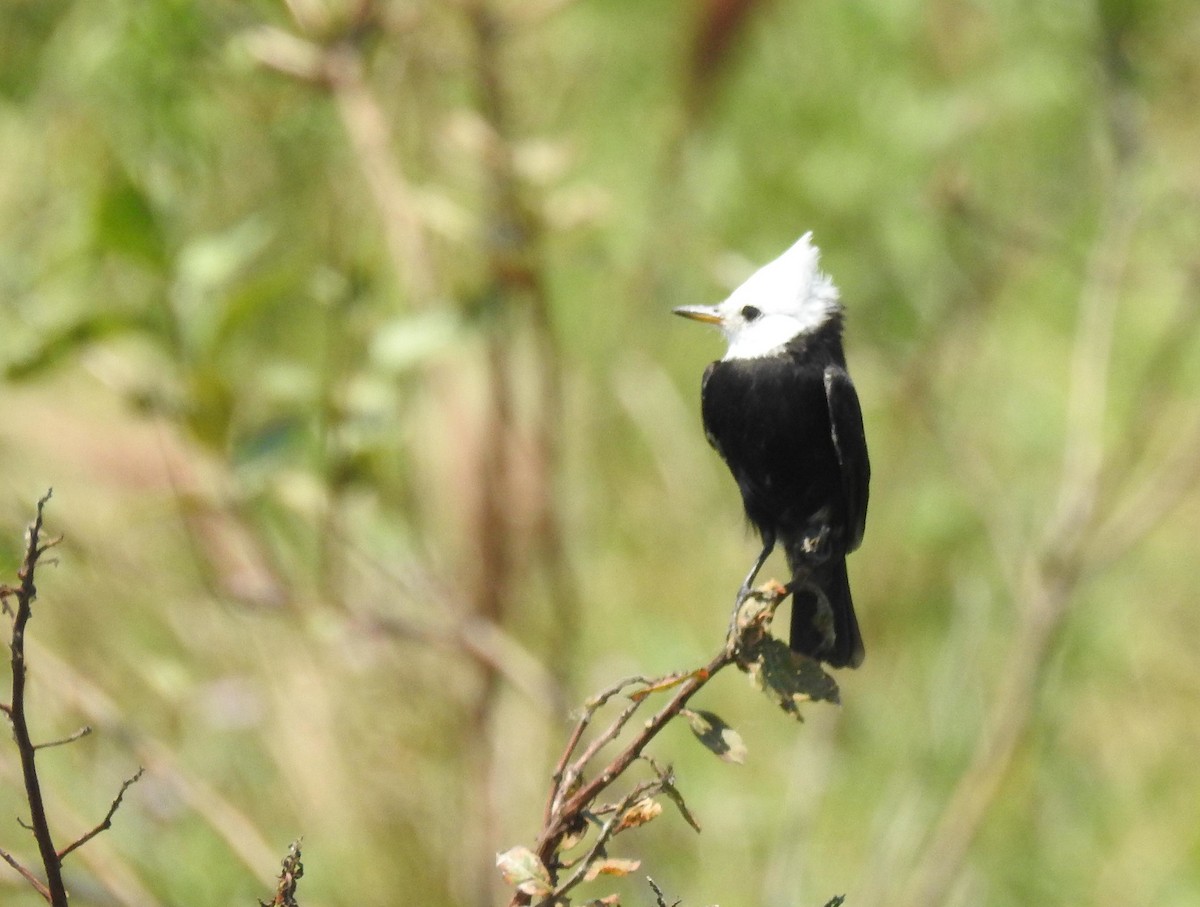 White-headed Marsh Tyrant - ML644182256
