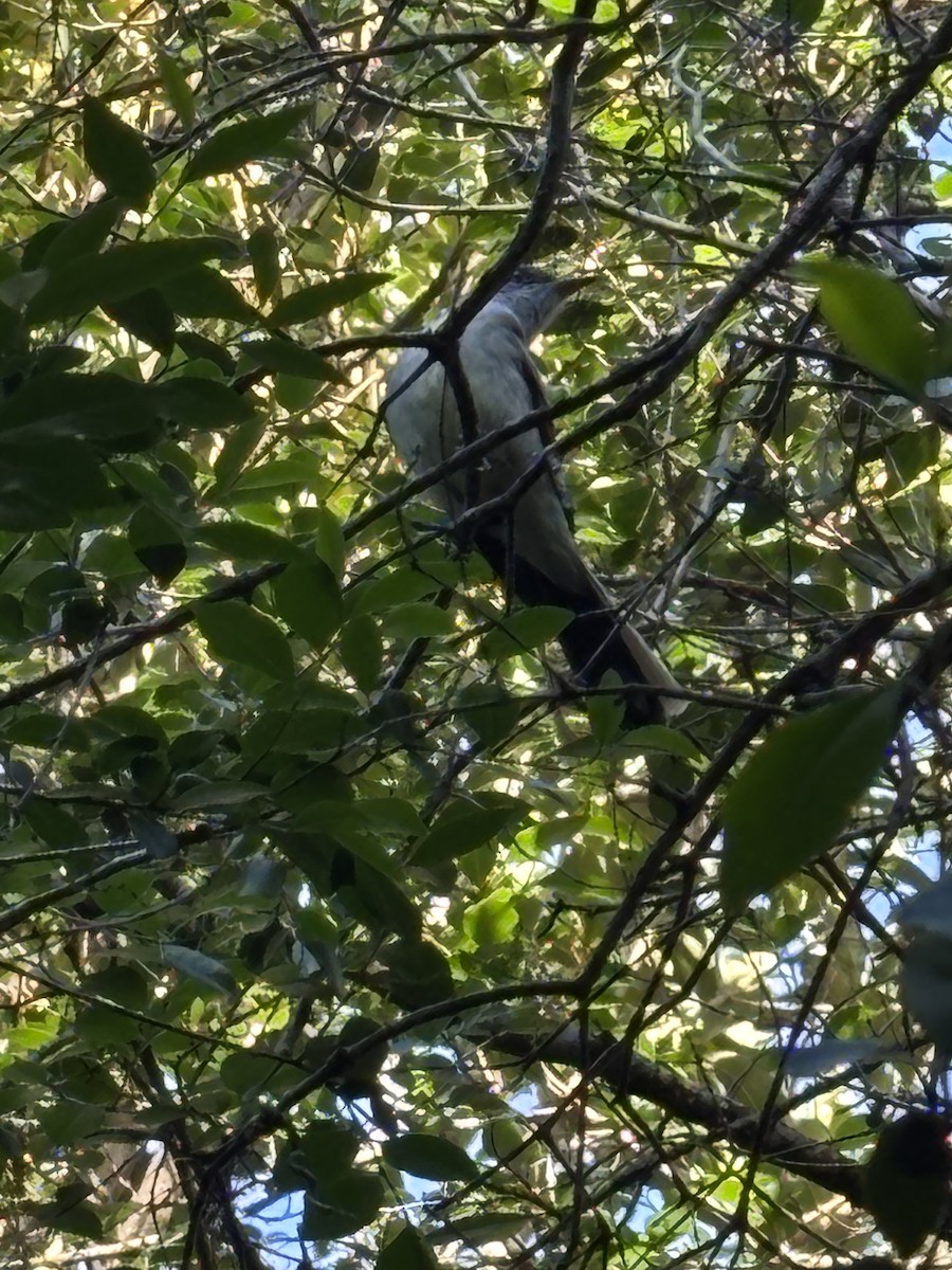 Swainson's Flycatcher - ML644182308