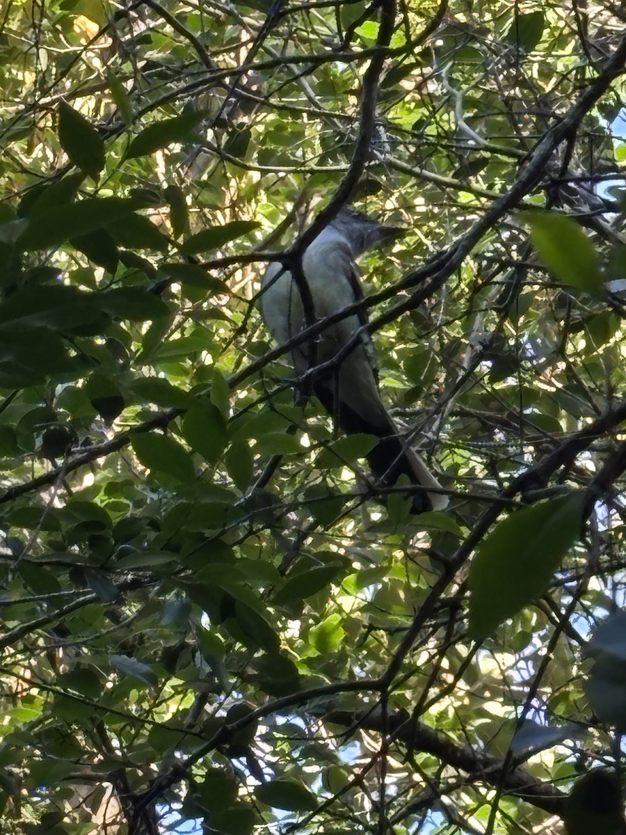 Swainson's Flycatcher - ML644182309