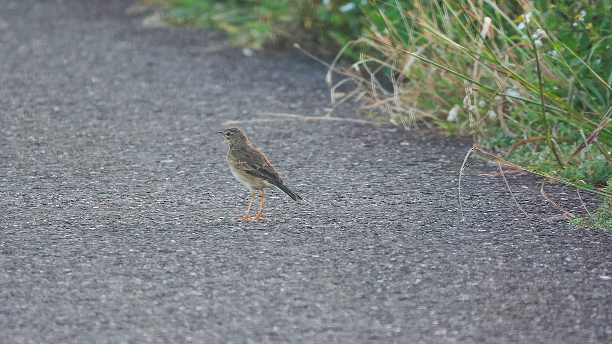 Paddyfield Pipit - ML644182312