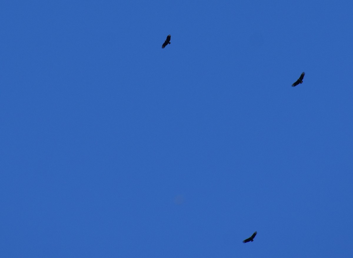 Black Vulture - ML644182348