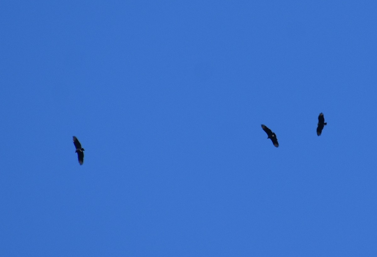 Black Vulture - ML644182350