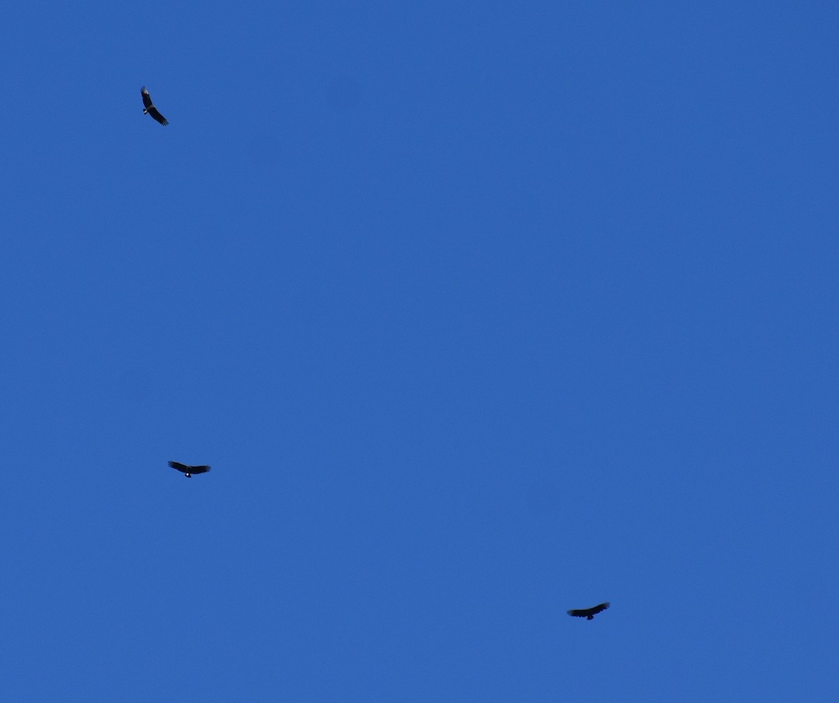 Black Vulture - ML644182351