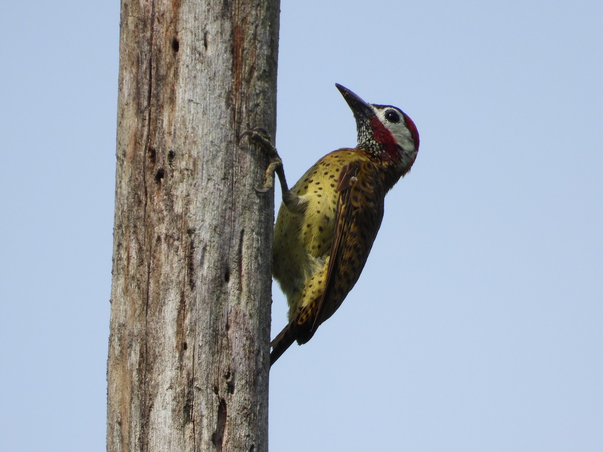 Spot-breasted Woodpecker - ML644182363