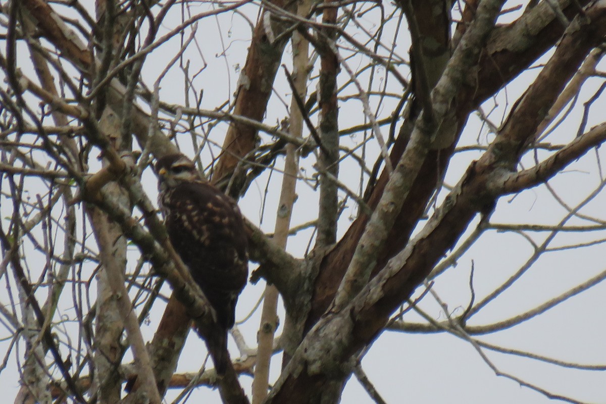 Канюк мексиканський - ML644182367