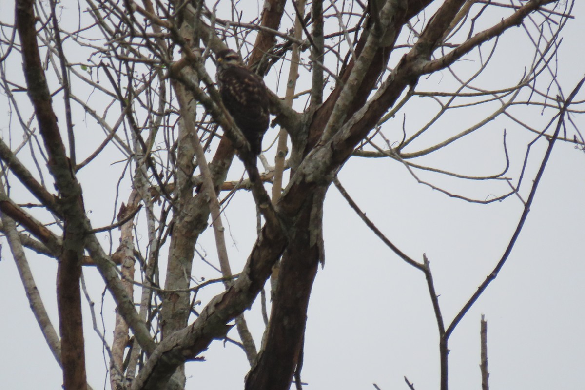 Канюк мексиканський - ML644182368