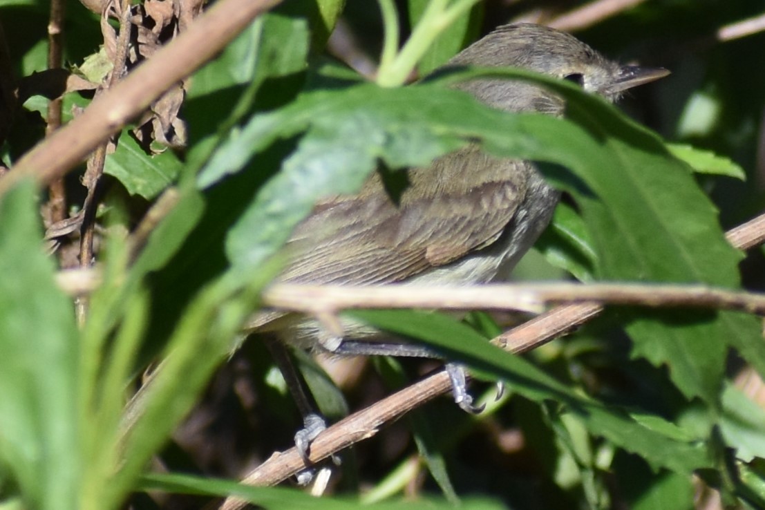 Fulvous-crowned Scrub-Tyrant - ML644182381