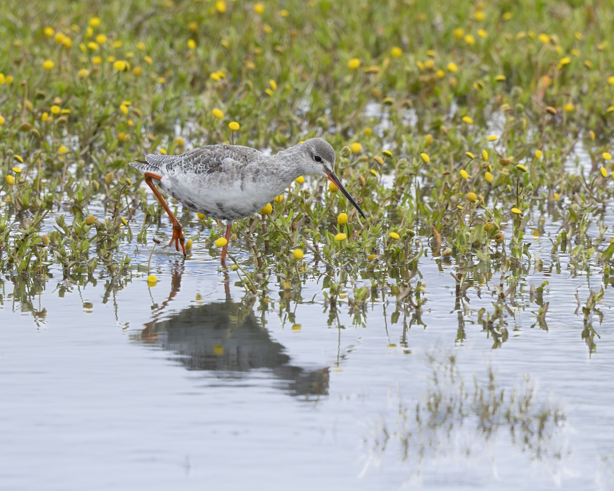 Spotted Redshank - ML644182382