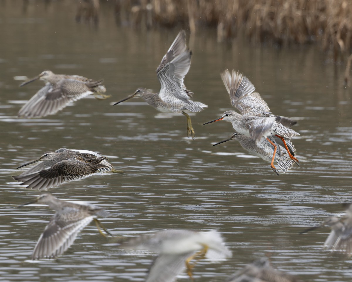 Spotted Redshank - ML644182384