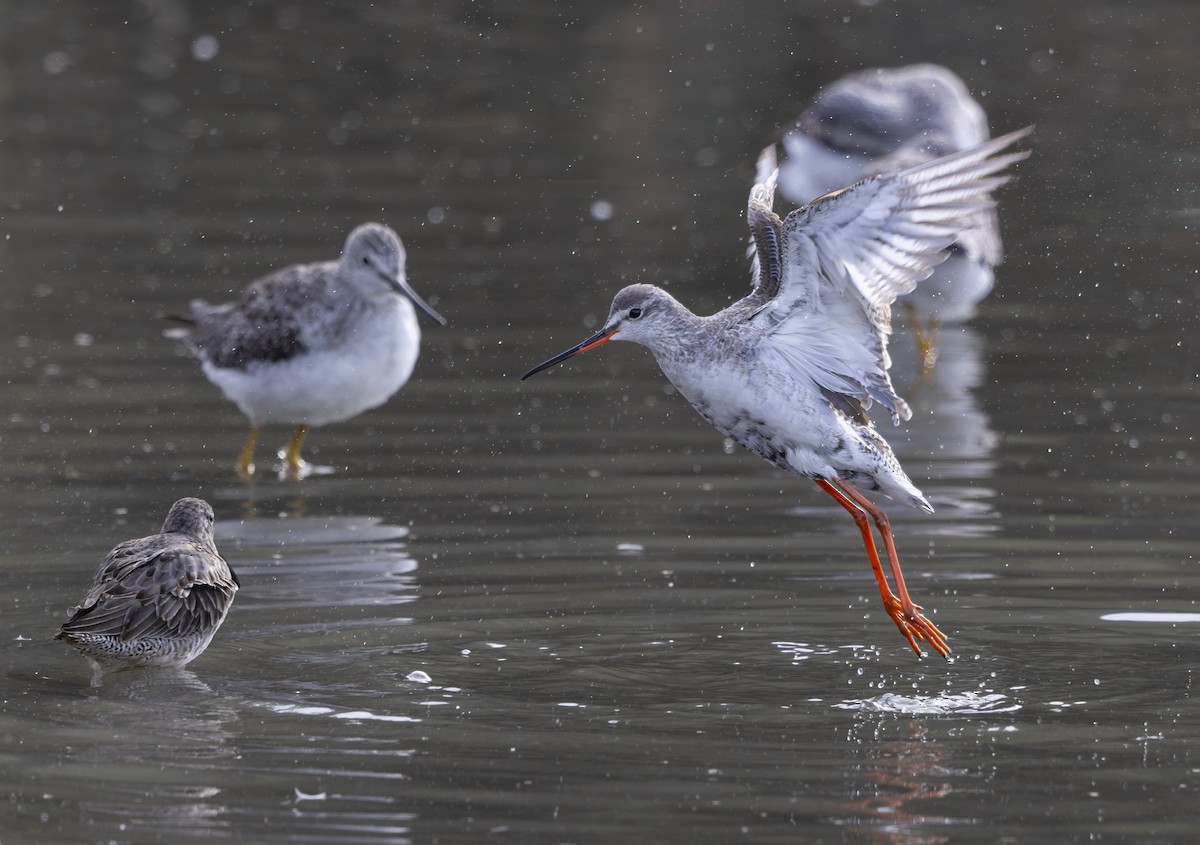 Spotted Redshank - ML644182385