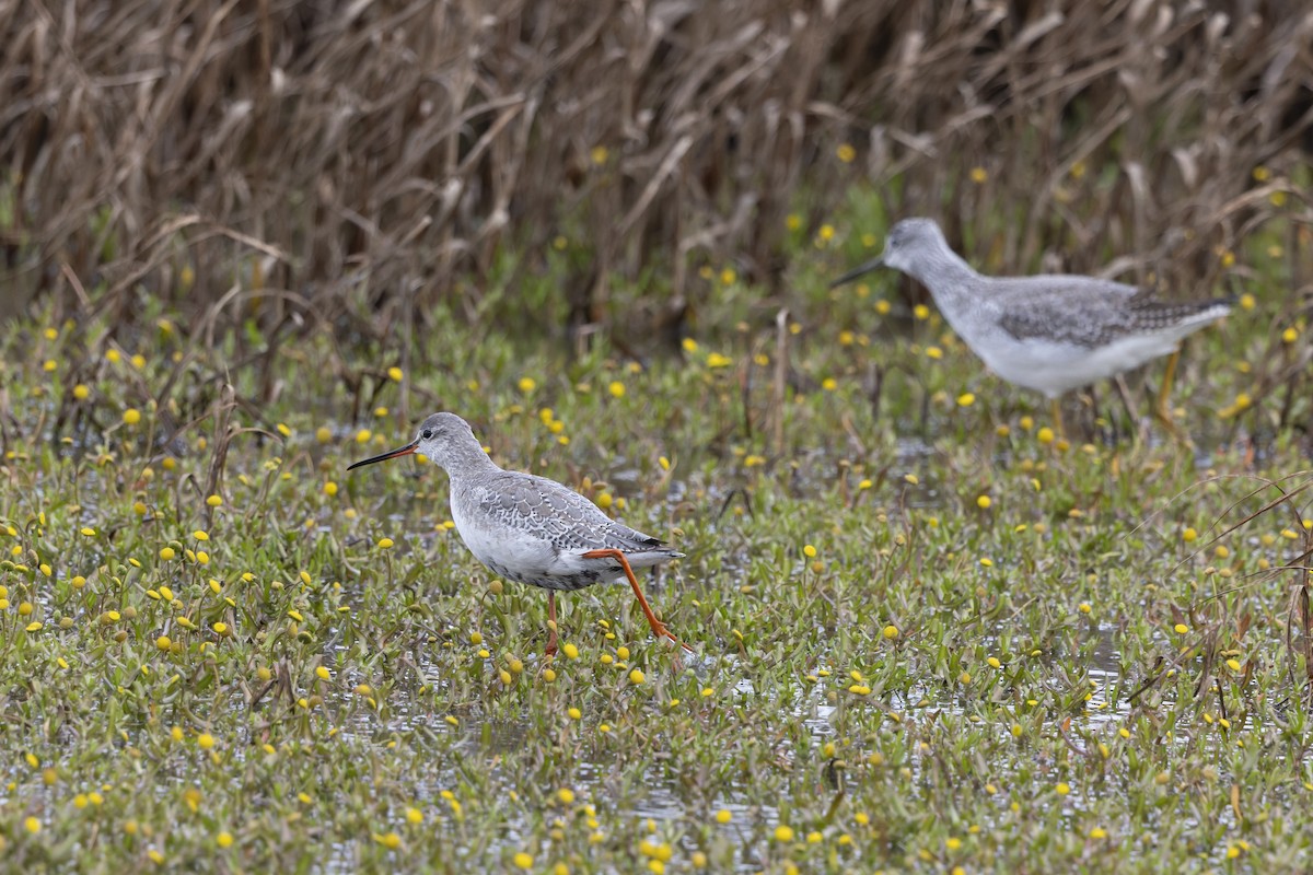 Spotted Redshank - ML644182387
