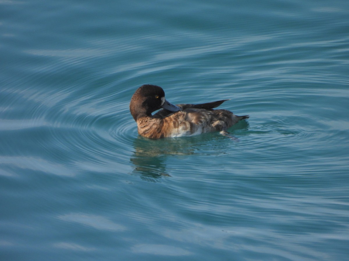 Lesser Scaup - ML644182393