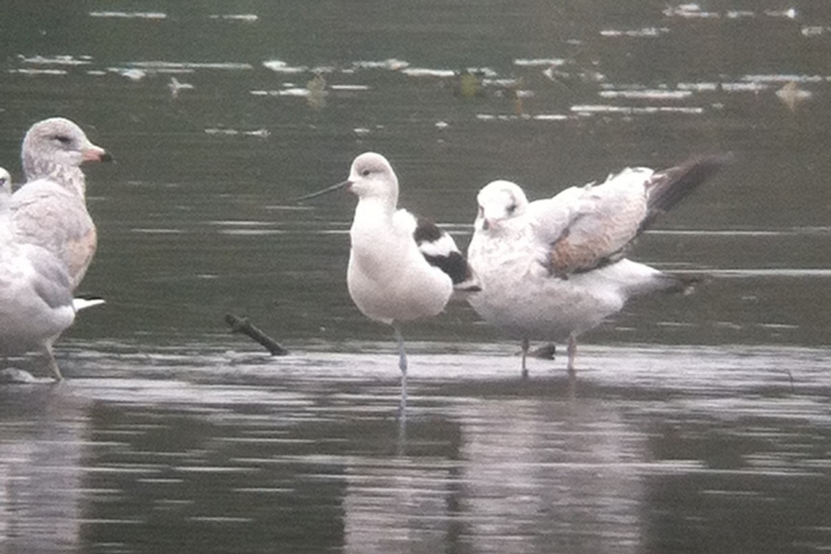 American Avocet - ML644182395