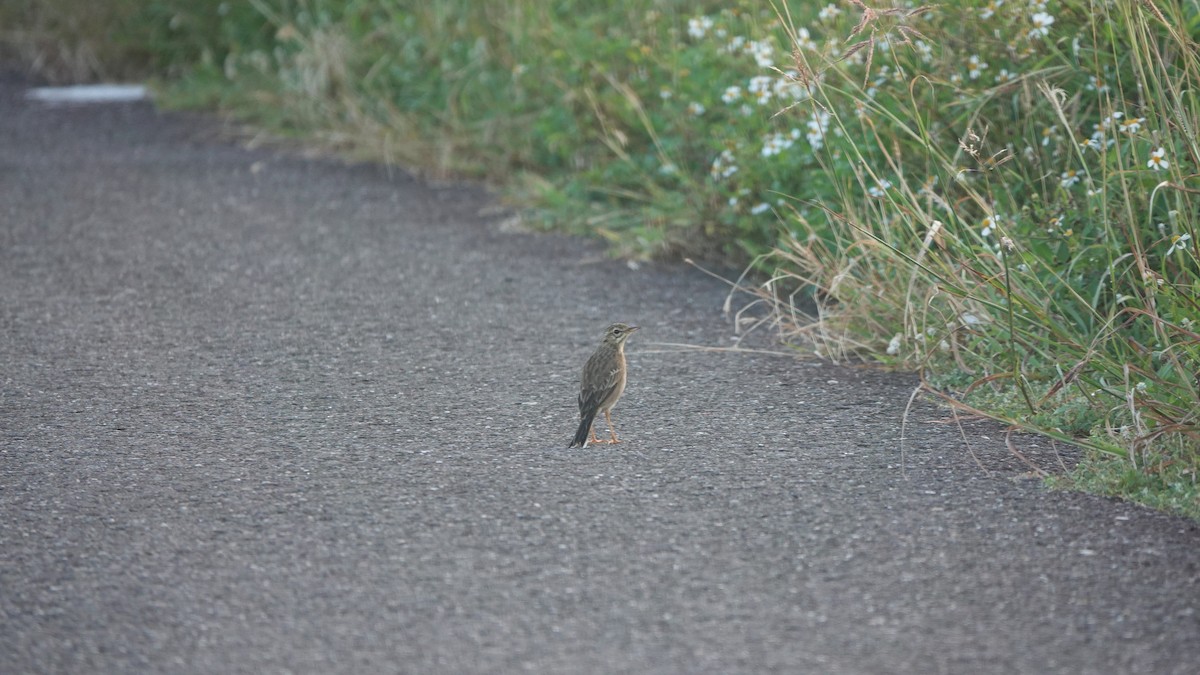 Paddyfield Pipit - ML644182490