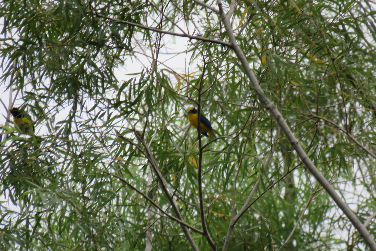 Yellow-throated Euphonia - ML644182499