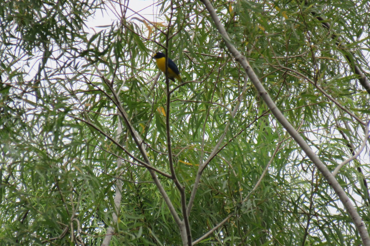 Yellow-throated Euphonia - ML644182500