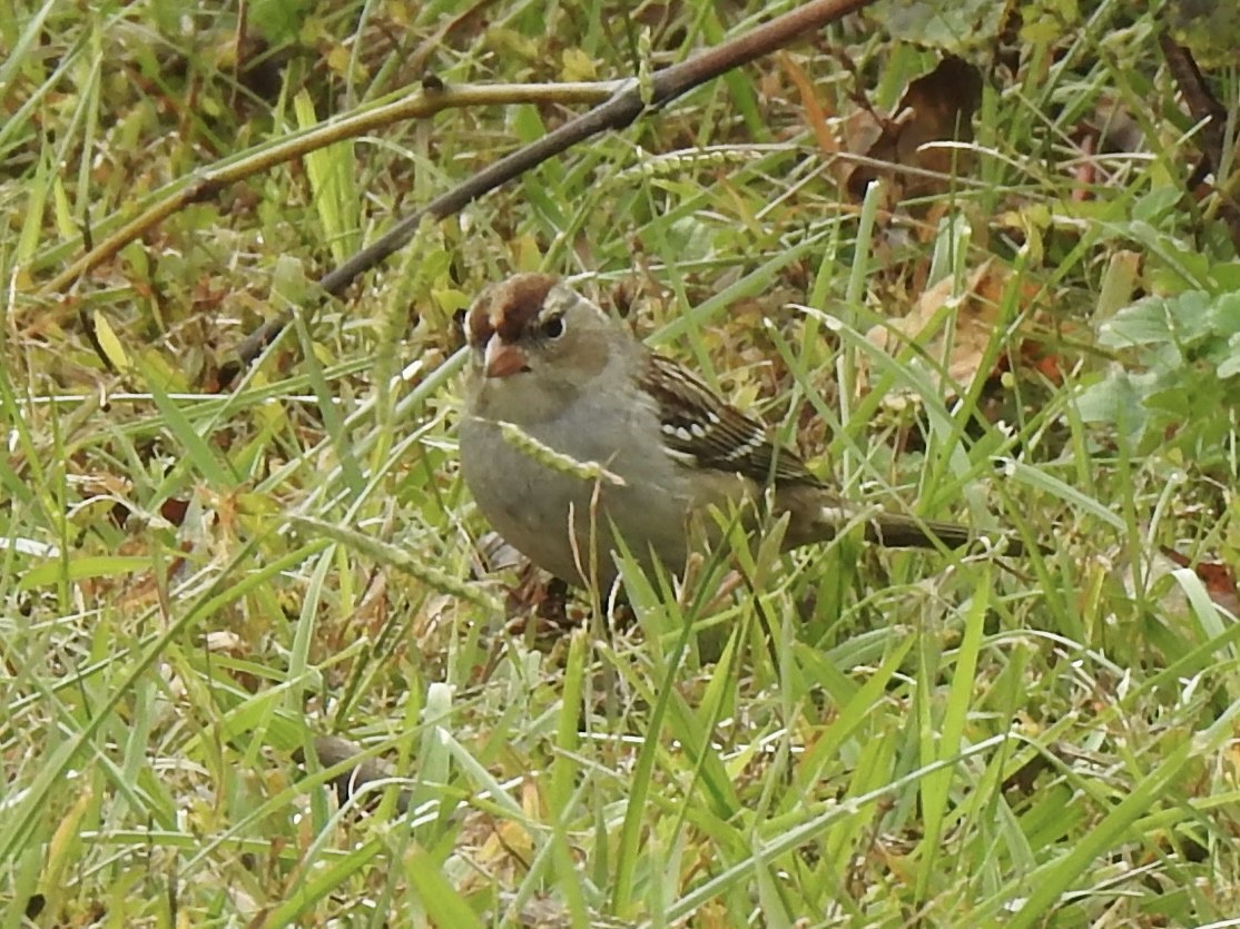 White-crowned Sparrow - ML644182503