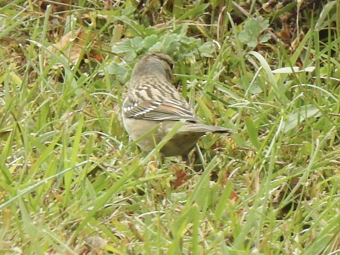 White-crowned Sparrow - ML644182505