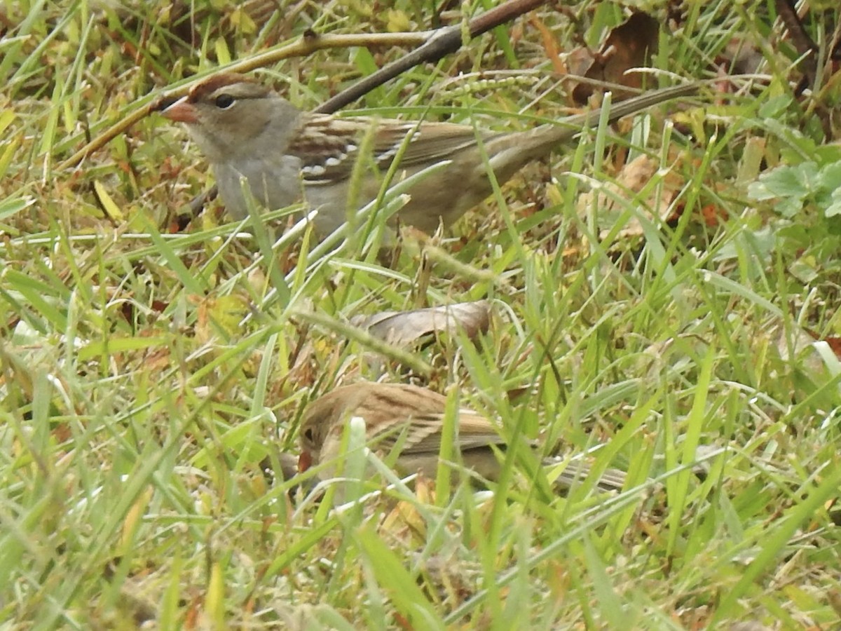 White-crowned Sparrow - ML644182507