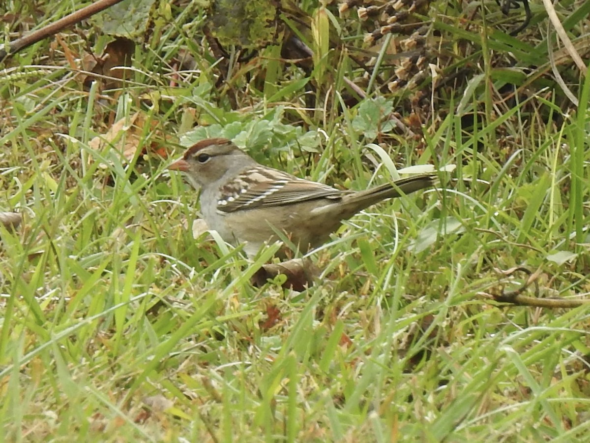 White-crowned Sparrow - ML644182508