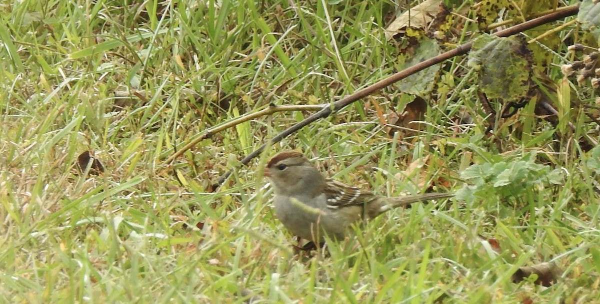 White-crowned Sparrow - ML644182509