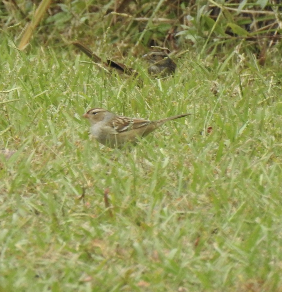 White-crowned Sparrow - ML644182510