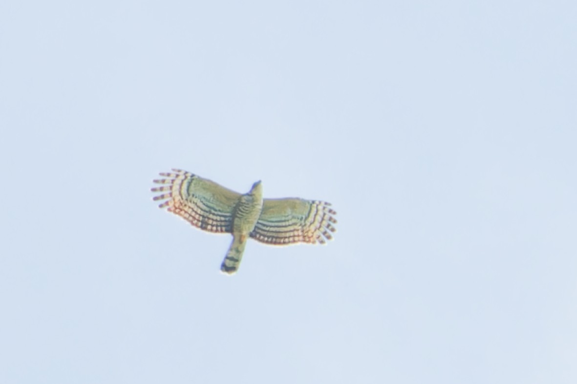 Hook-billed Kite - ML644182537
