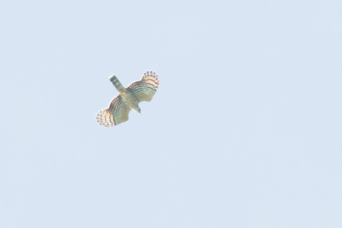 Hook-billed Kite - ML644182538