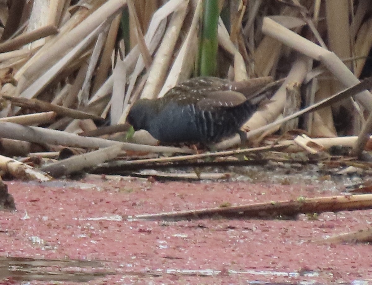 ミナミヒメクイナ - ML644182563