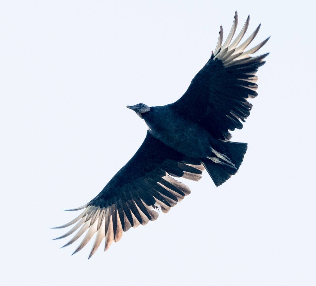 Black Vulture - ML644182572